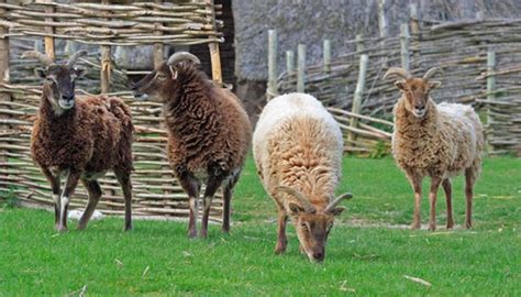 Soay Sheep Breed – Everything You Need to Know