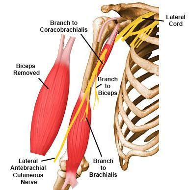 Musculocutaneous Nerve - Anatomy - Orthobullets