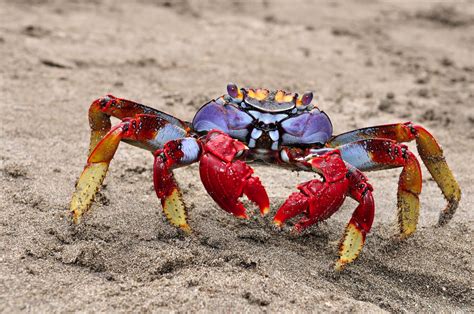 A Guide to the Different Types of Crab - American Oceans (2024)