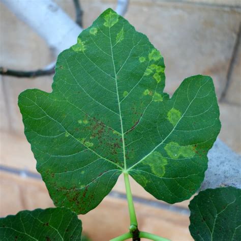 Fig | Diseases and Pests, Description, Uses, Propagation