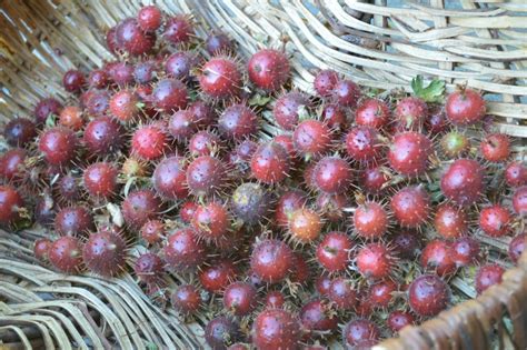 Summer Harvest: Manzanita and Gooseberry