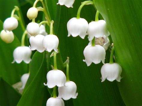 Lily Of The Valley Photograph by Paul Slebodnick