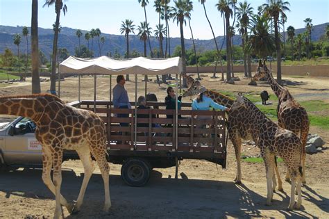 Giraffes - Caravan Safari - San Diego Zoo Safari Park - San Diego ...