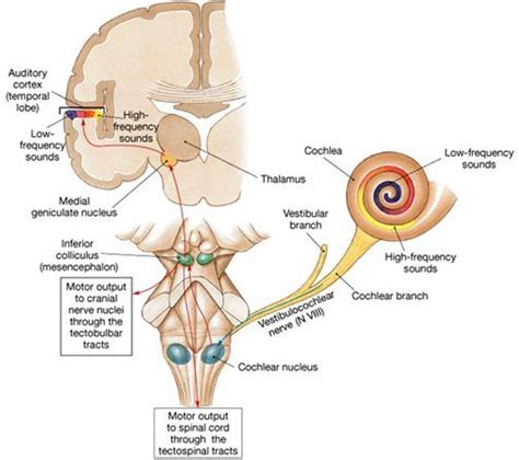 medial geniculate nucleus - Google Search | Nervous system anatomy ...