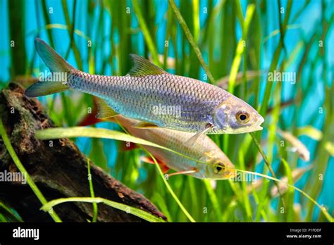 Common Rudd is swimming underwater, freshwater fish, belongs to family ...