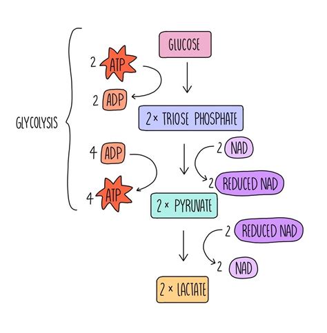 Simple Aerobic Respiration Diagram