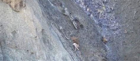 Amazing video of snow leopard hunting prey - Snow Leopard Trust