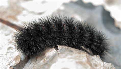 Black Caterpillar Identification Guide: 17 Common Species (With Photos ...