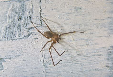 Brown recluse spider - sandport