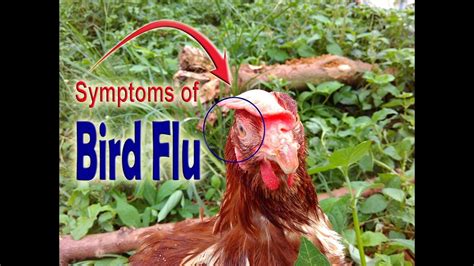 Avian Bird Flu, Bird flu symptoms in chickens, Symptoms of bird flu in ...