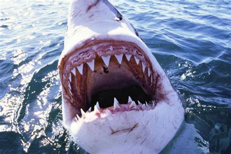 'Great White Pointer Shark' Photographic Print | AllPosters.com