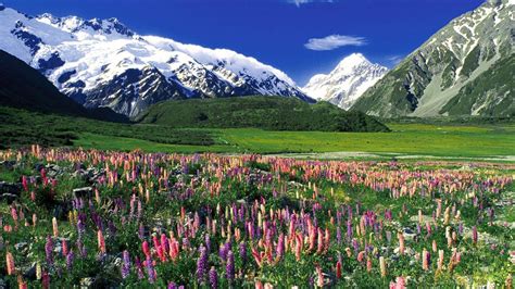 New Zealand Spring Wallpapers - Top Free New Zealand Spring Backgrounds ...