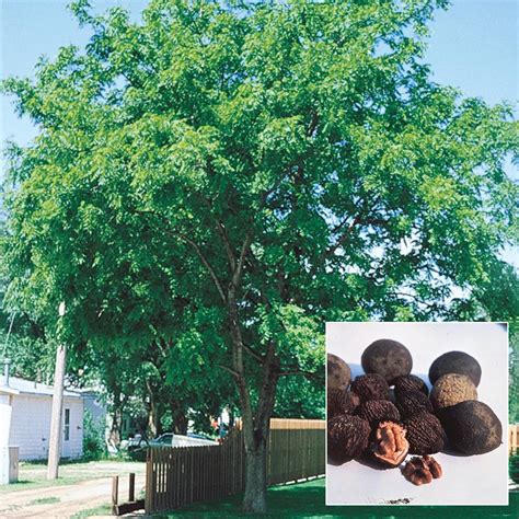 Black Walnut Tree | Henry Field's Seed & Nursery Co.