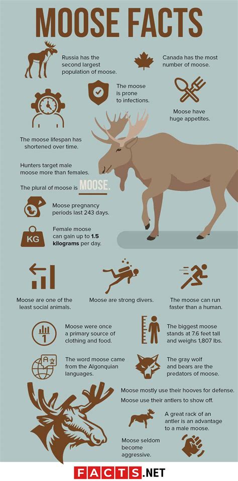 50 Incredible Moose Facts About The World's Largest Deer Species