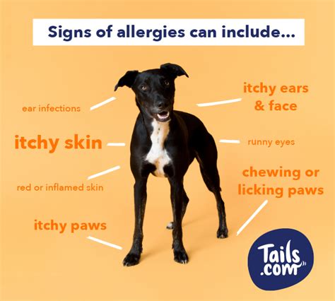 How To Test Your Dog For Food Allergies