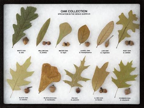 Oak Collection Leaf and Seed Display - Oak Leaf Display | Tree leaf ...