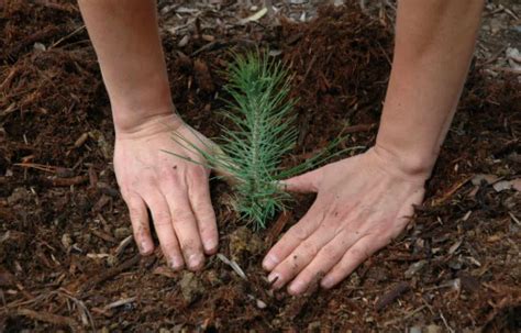 Bulk Tree Seedlings For Planting Large Areas ⋆ Big Blog Of Gardening