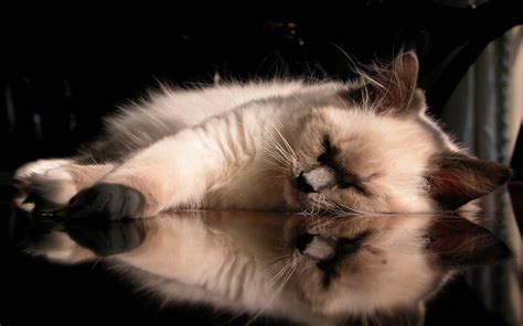 Sleepy Kittens Wallpaper - WallpaperSafari