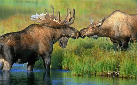 Cute Moose Wallpapers - Wallpaper Cave