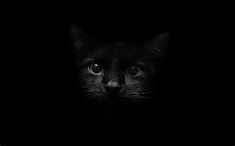 Cute Black Cat Desktop Wallpapers - Top Free Cute Black Cat Desktop ...