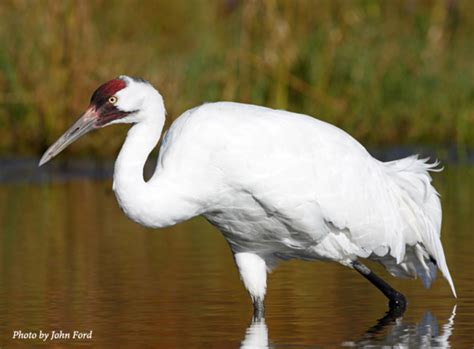 North America's Endangered Birds | HubPages