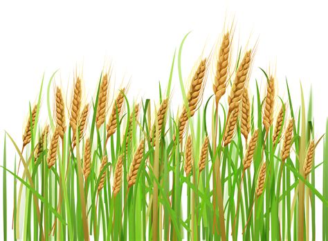 cornfield png 20 free Cliparts | Download images on Clipground 2024