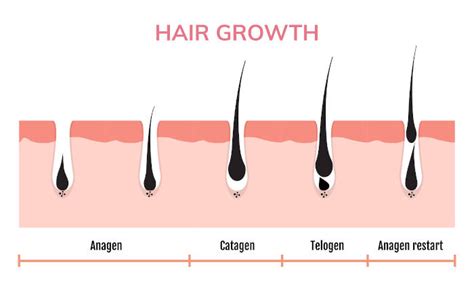 Hair Growth and Hair Loss - Imami Hair Restoration