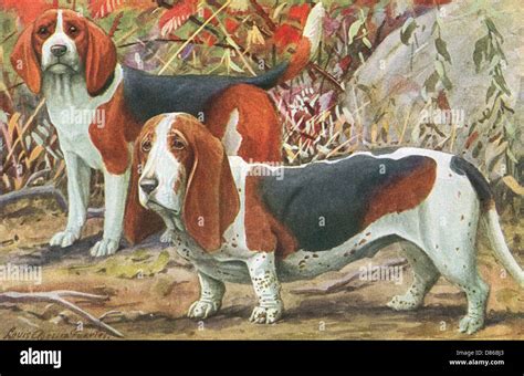 Beagle And Basset Hound Stock Photo - Alamy