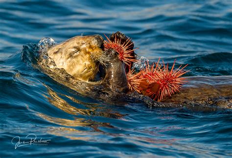 Sea Otters Eating Sea Urchins