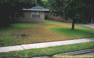 Chinch Bugs in St. Augustine Lawns - Austin