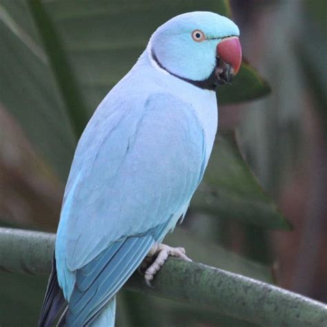 Parakeet - Indian Ringneck - Blue (male) Exotic Birds, Colorful Birds ...