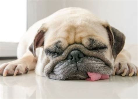 9 Top Pug Dying Symptoms & Care