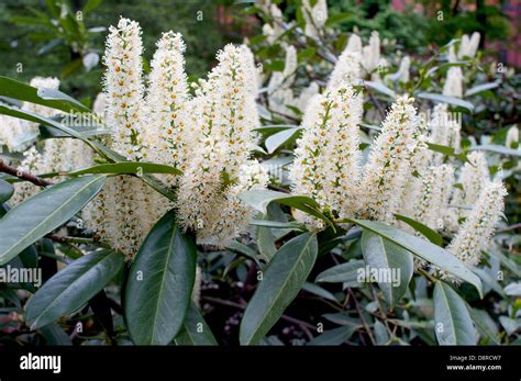 Cherry laurel white spring flowers Prunus laurocerasus Stock Photo - Alamy