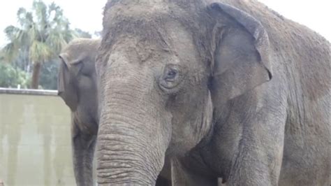 New Orleans zoo welcomes two new elephants : NewOrleans