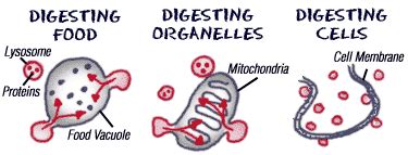 Biology4Kids.com: Cell Structure: Lysosomes