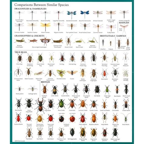 Plant Insect Identification