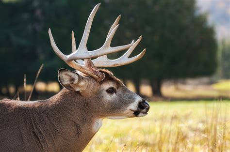 Free photo: Brown Buck Photo - Animal, Outdoors, Wildlife - Free ...