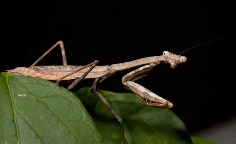 Stagmomantis Carolina | Praying mantis, Organic plants, Pests