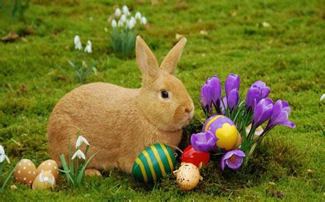 Easter Bunny Images: Free & High Definition Easter Bunny Images 2017 ...