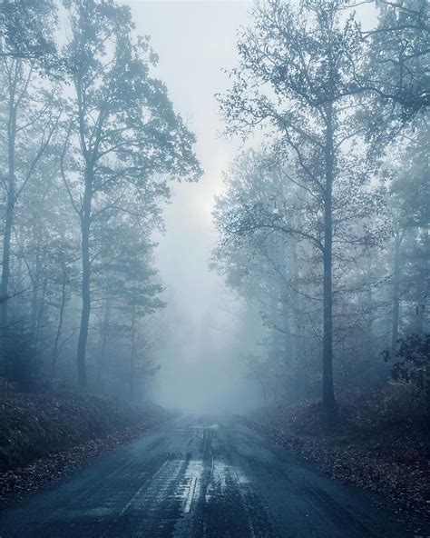 Photo of Forest With Fog · Free Stock Photo