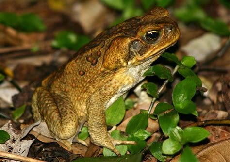 Cane Toad – Bufo marinus Bufonidae | Deography by Dylan O'Donnell