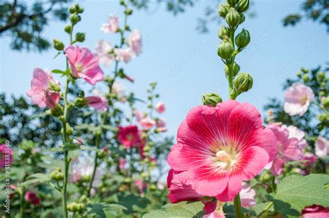 Beautiful Alcea rosea in the garden Stock Photo | Adobe Stock