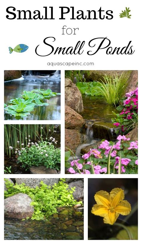 20+ Koi Pond Plants Pictures