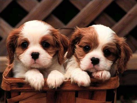 Cute Puppy Wallpapers - Top Free Cute Puppy Backgrounds - WallpaperAccess