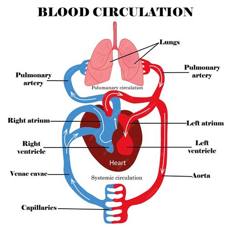 Premium Vector | Title Blood circulation systemHuman blood circulation ...