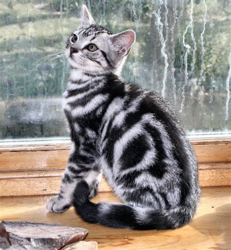 american shorthair silver tabby | American shorthair cat, Pretty cats ...