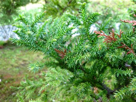 In Bloom: Cryptomeria Japonica — Seattle Japanese Garden