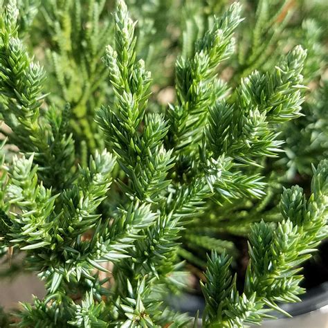 FLOWERWOOD 2.5 Qt. Parsoni Juniper - Evergreen Groundcover Shrub 3610Q ...