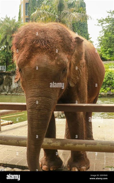 Critically endangered Sumatran elephant in Bali, Indonesia Stock Photo ...