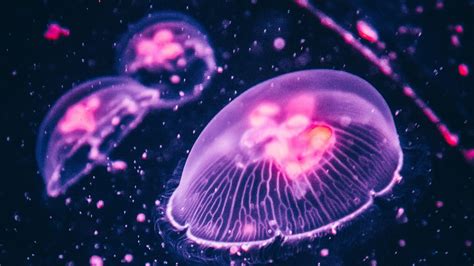 4K Jellyfish Wallpapers - Top Free 4K Jellyfish Backgrounds ...